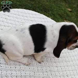 Bailey, Basset Hound Puppy